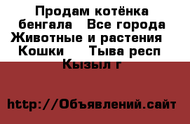 Продам котёнка бенгала - Все города Животные и растения » Кошки   . Тыва респ.,Кызыл г.